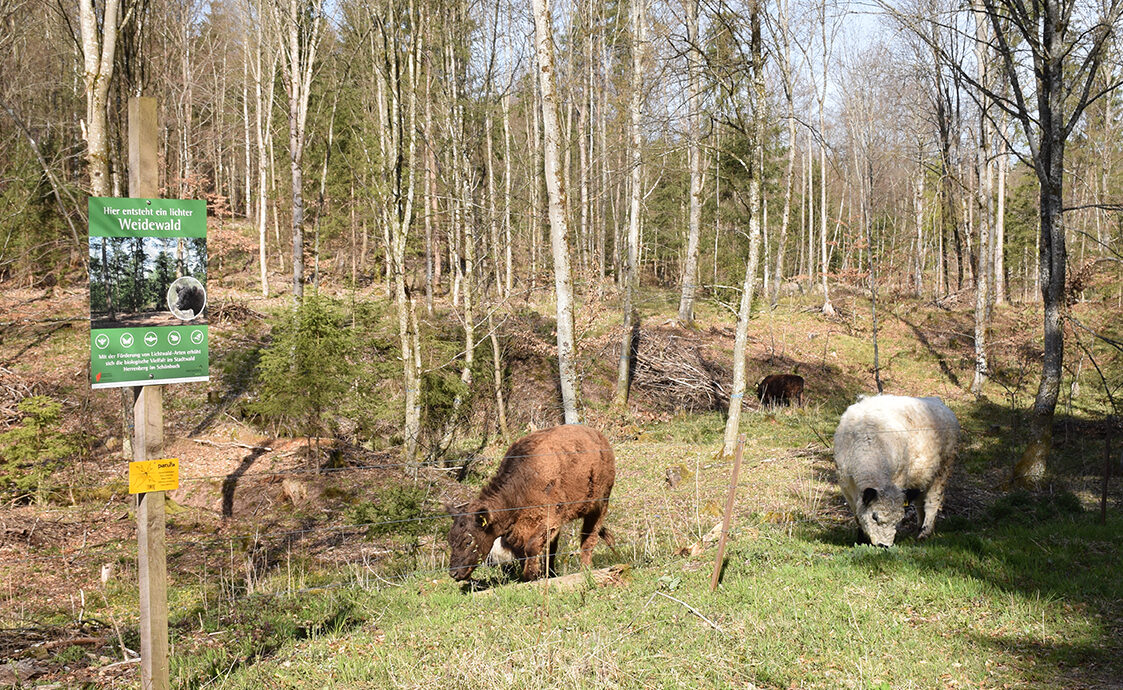 Grasende Gallowayrinder auf der Waldweide bei Herrenberg